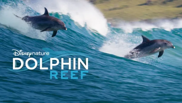thumbnail - Dolphin Reef