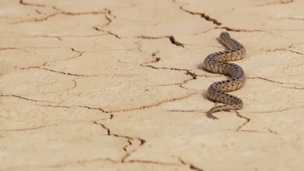 Europe's Largest Desert