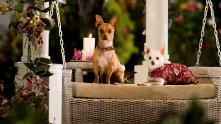 O Chihuahua de Beverly Hills