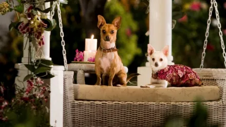 Le Chihuahua de Beverly Hills