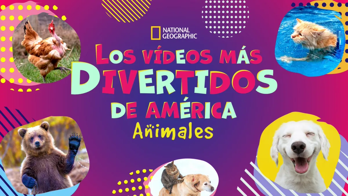 Ver los episodios completos de Los vídeos caseros más divertidos de América,  animales. | Disney+