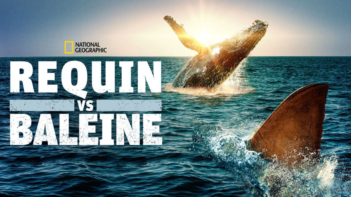 Regarder Requin vs Baleine Film complet Disney+