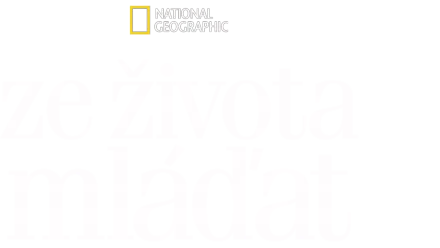 Ze života mláďat