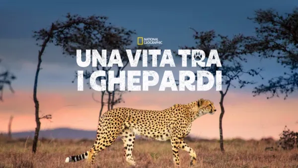thumbnail - Una vita tra i ghepardi