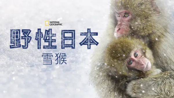 thumbnail - 野性日本：雪猴