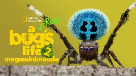 thumbnail - A Real Bug's Life - Megaminimondo