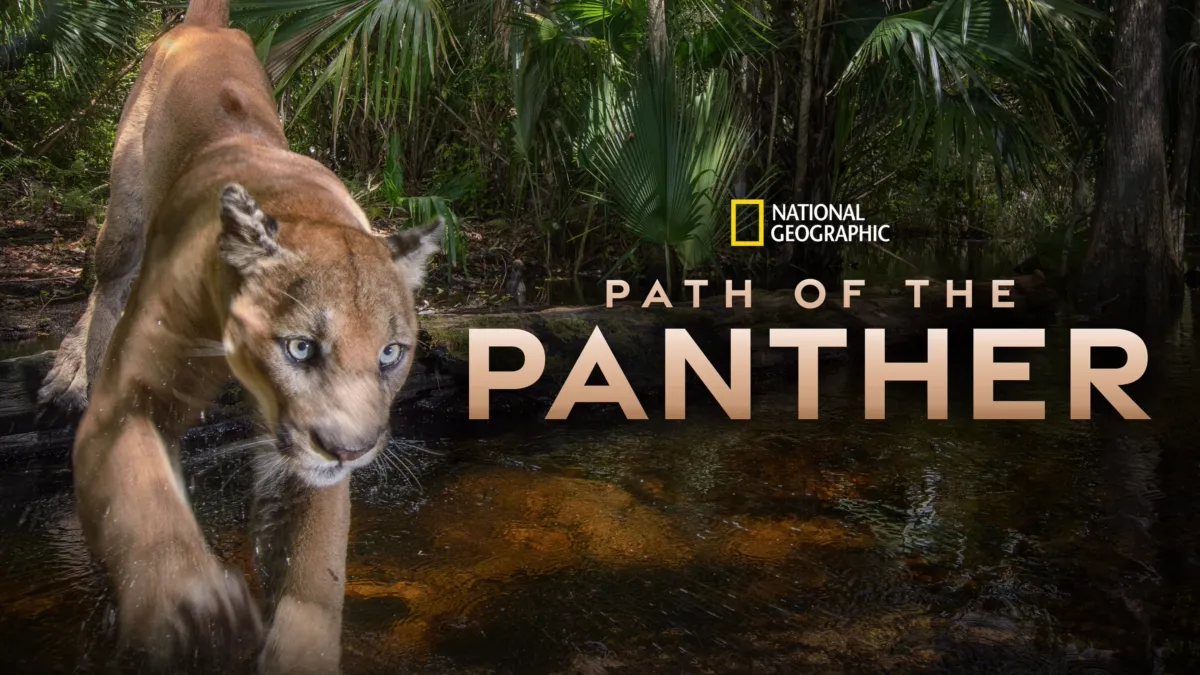 Regarder Path of the Panther | Disney+