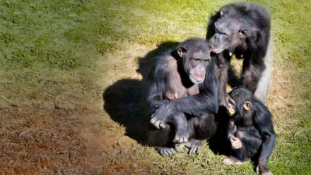 Zoznámte sa so šimpanzmi