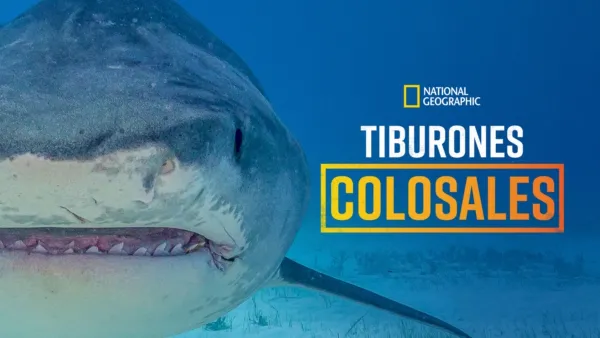 thumbnail - Tiburones colosales