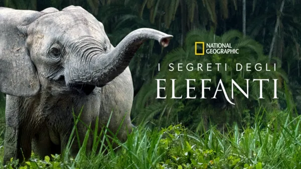 thumbnail - I segreti degli elefanti