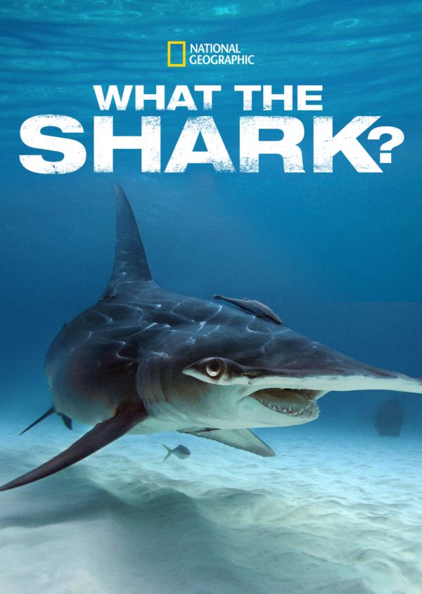 What the Shark?