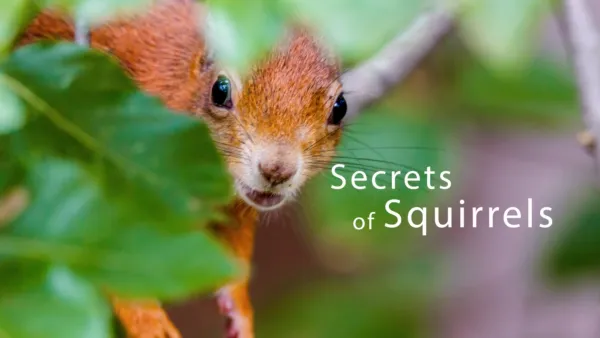 thumbnail - Secrets of Squirrels