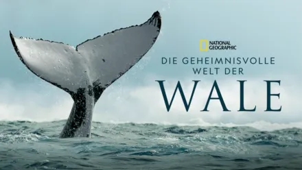 thumbnail - Die geheimnisvolle Welt der Wale