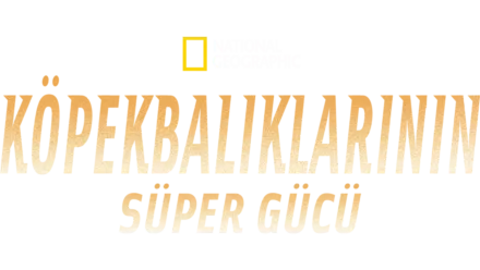 Köpekbalıklarının Süper Gücü