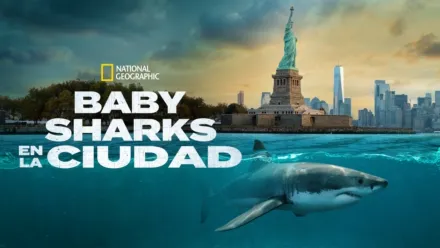 thumbnail - Baby Sharks en la ciudad