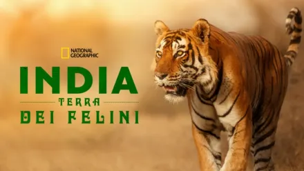 thumbnail - India: Terra Dei Felini