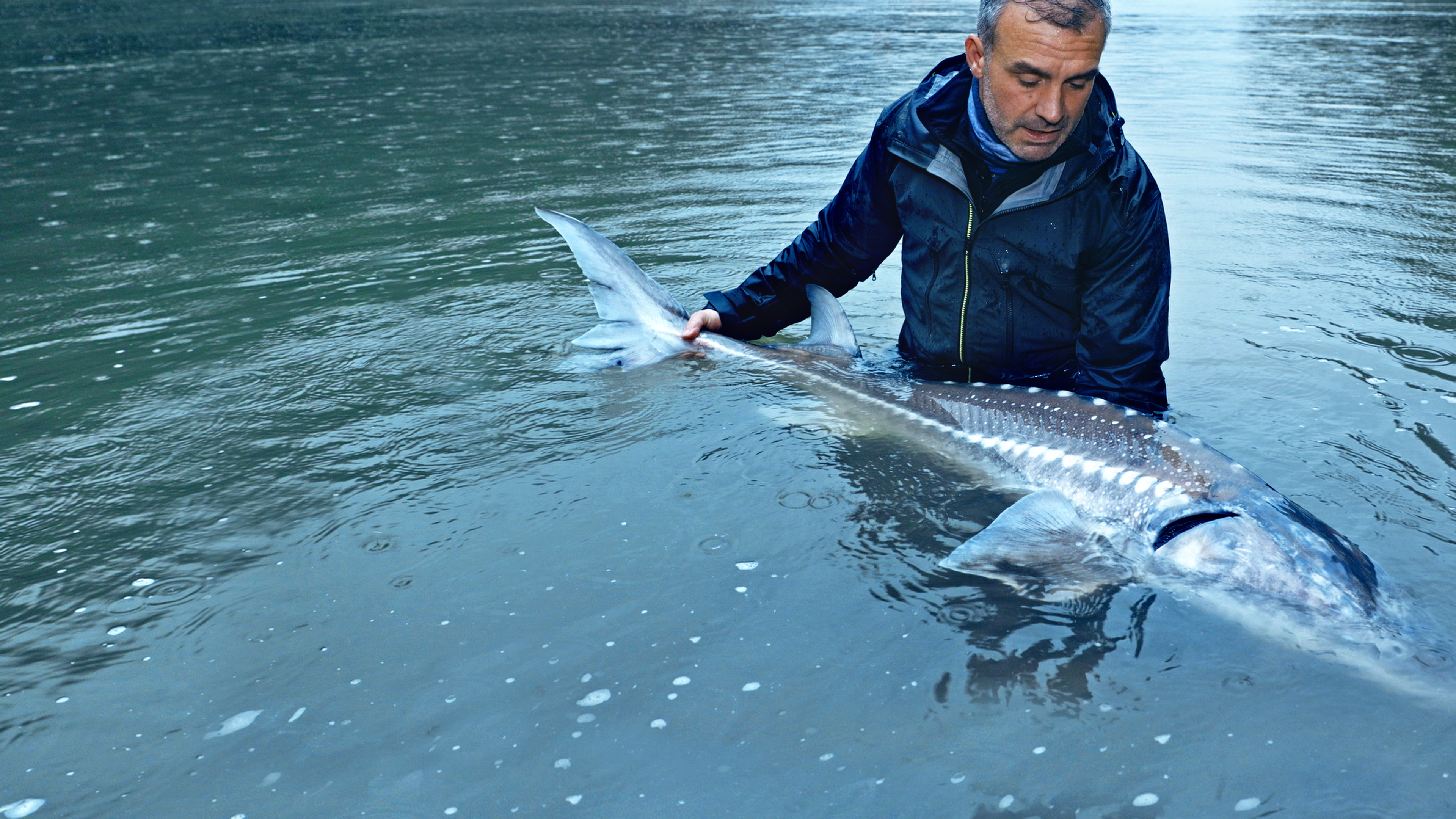 Die letzten Giganten: Riesenfische 