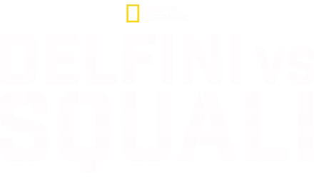 Delfini Vs Squali