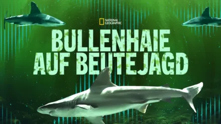 thumbnail - Bullenhaie auf Beutejagd
