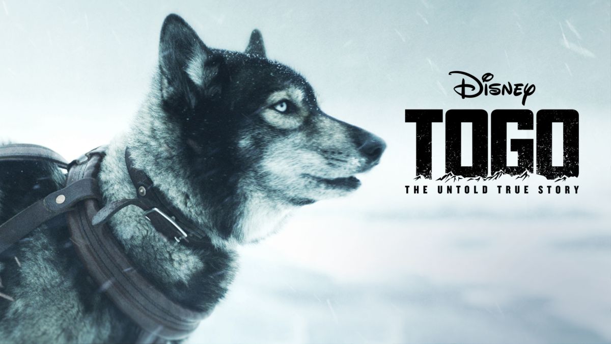 togo dog stuffed