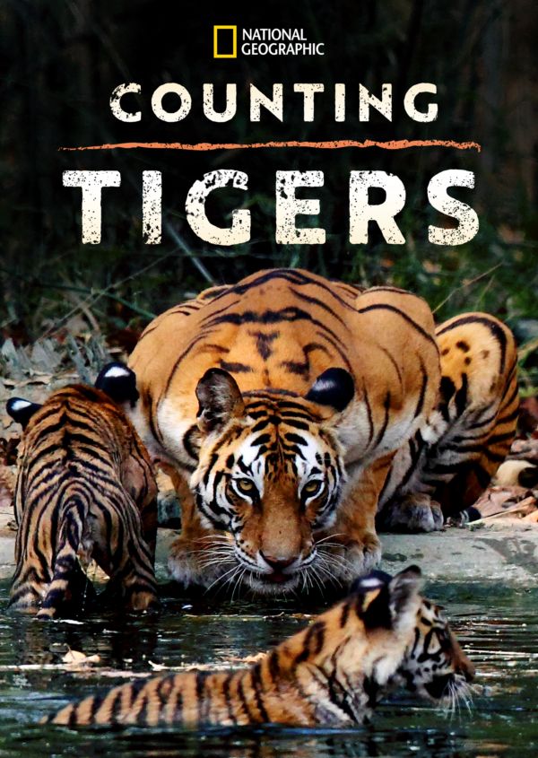 Counting Tigers on Disney+ globally