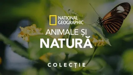 thumbnail - Animale și natură National Geographic