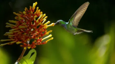 Disneynature Wings of Life