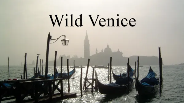 thumbnail - Wild Venice