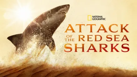 thumbnail - Attack of the Red Sea Sharks