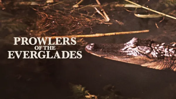 thumbnail - Prowlers of the Everglades