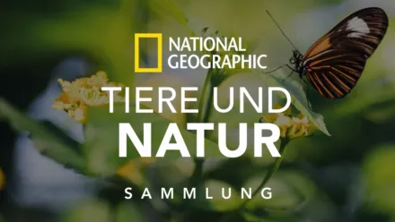 thumbnail - National Geographic – Tiere und Natur