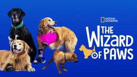 thumbnail - The Wizard of Paws