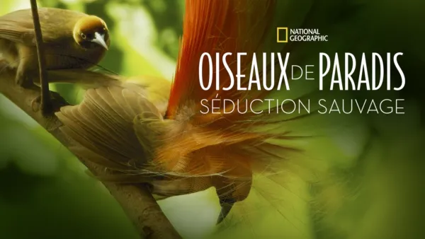 thumbnail - Oiseaux de paradis: Séduction sauvage