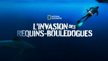 thumbnail - L'invasion des requins-bouledogues