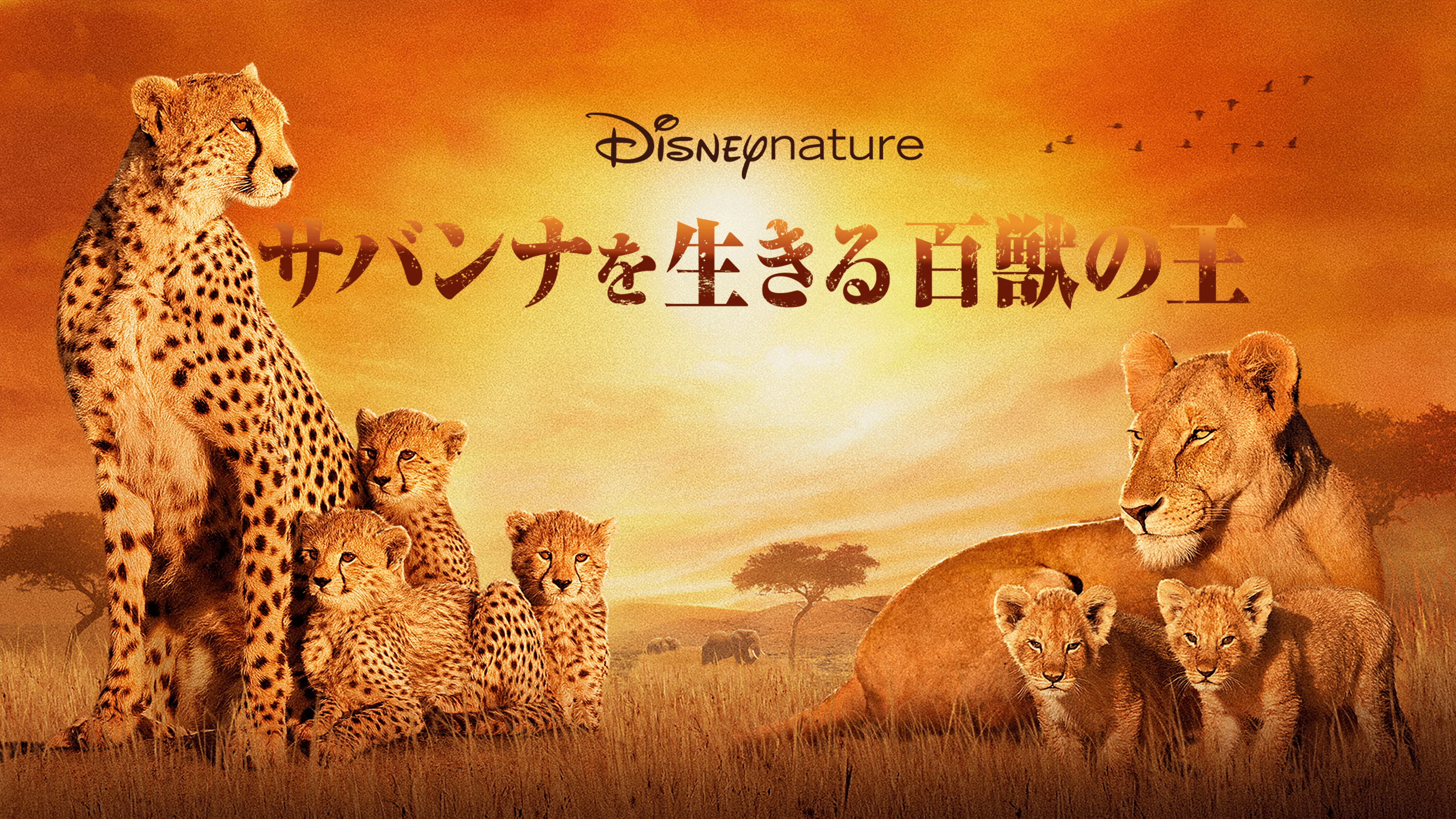 サバンナを生きる百獣の王を視聴 | Disney+(ディズニープラス)