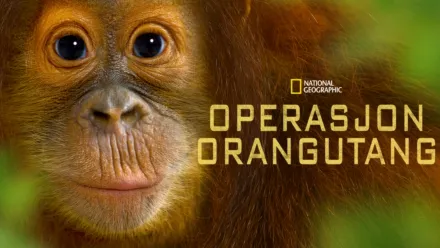 thumbnail - Operasjon orangutang