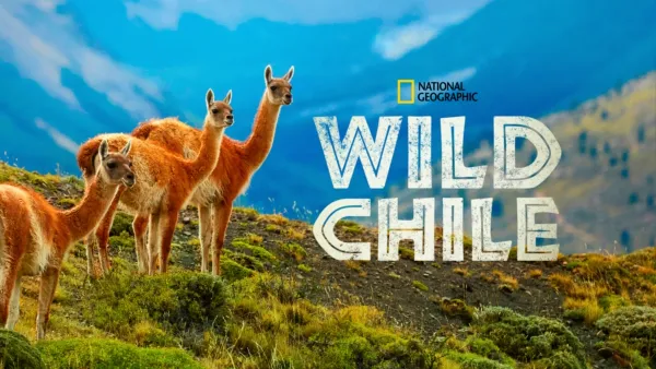 thumbnail - Wild Chile