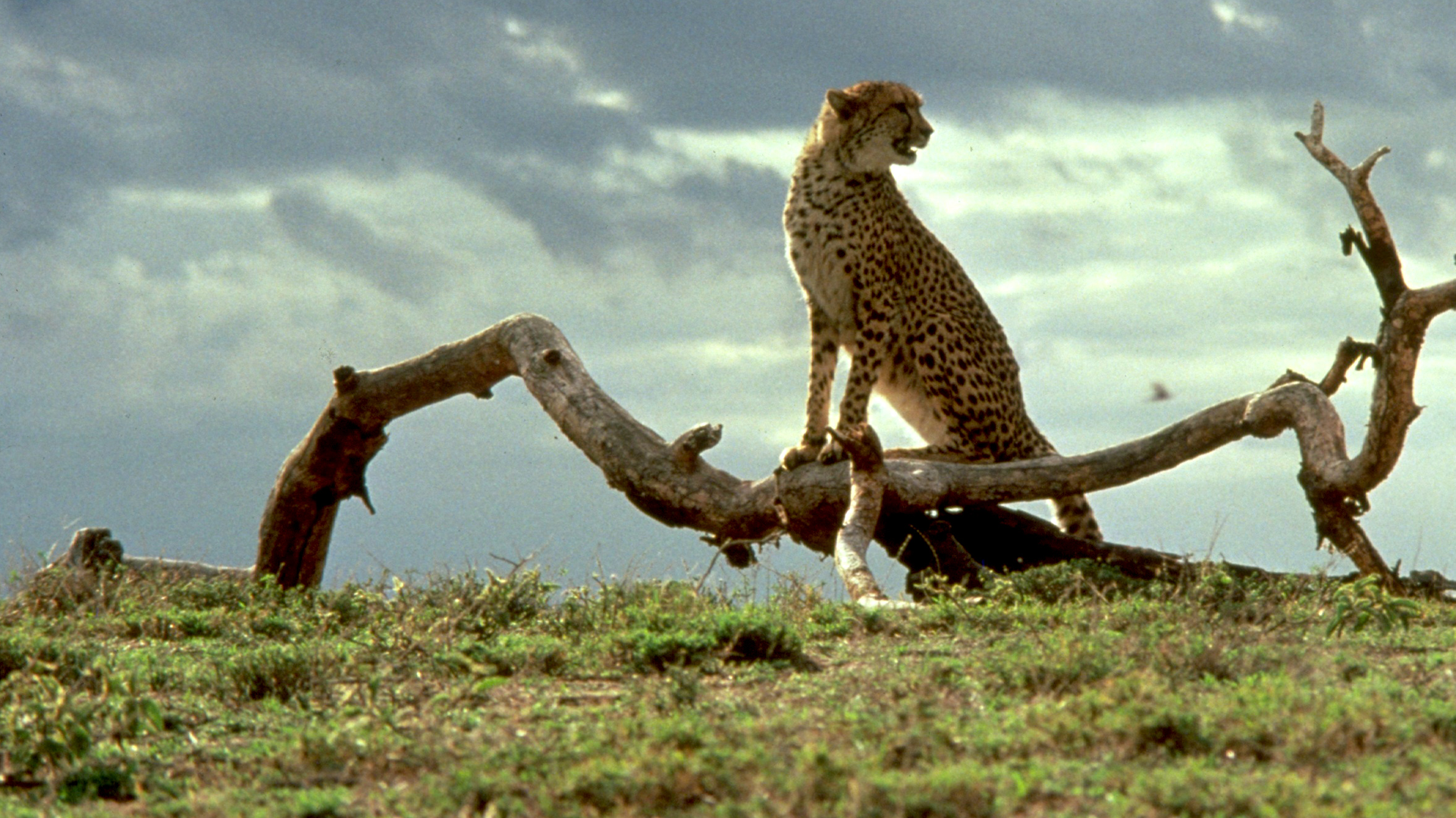 Cheetah: Uma Aventura na África