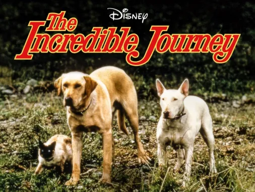 Watch the incredible journey 1963 online free sale