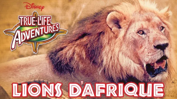 thumbnail - Lions d’Afrique