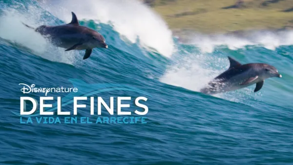 thumbnail - Delfines: La vida en el arrecife