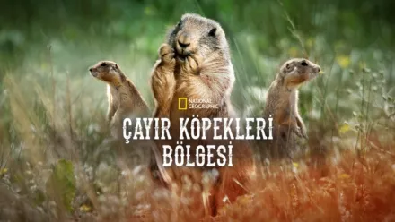 thumbnail - Çayır Köpekleri Bölgesi