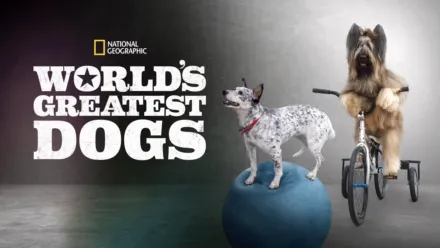 thumbnail - World’s Greatest Dogs