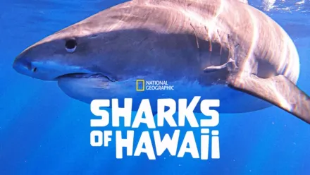 thumbnail - The Sharks of Hawaii