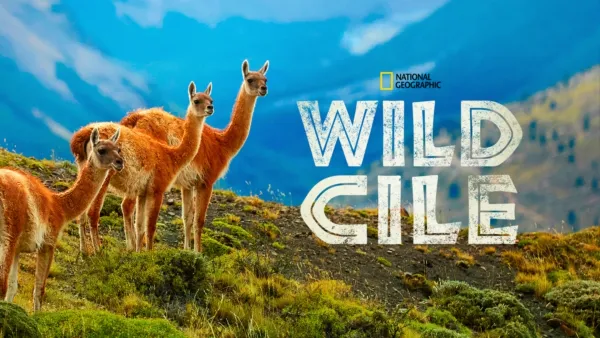thumbnail - Wild Cile