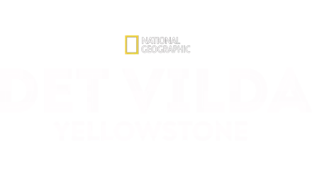 Det vilda Yellowstone