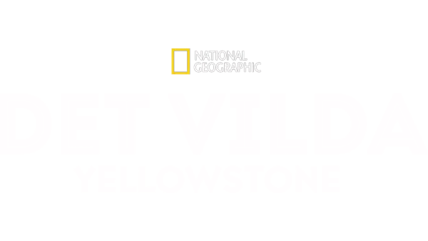 Det vilda Yellowstone