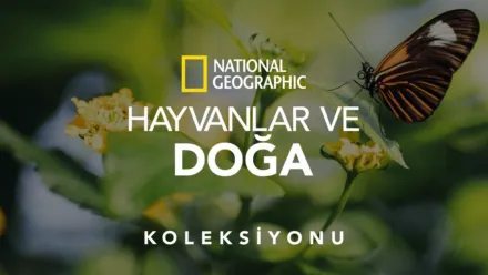 thumbnail - National Geographic Hayvanlar ve Doğa