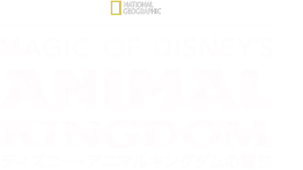 Magic of Disney’s Animal Kingdom　ディズニー・アニマルキングダムの魔法