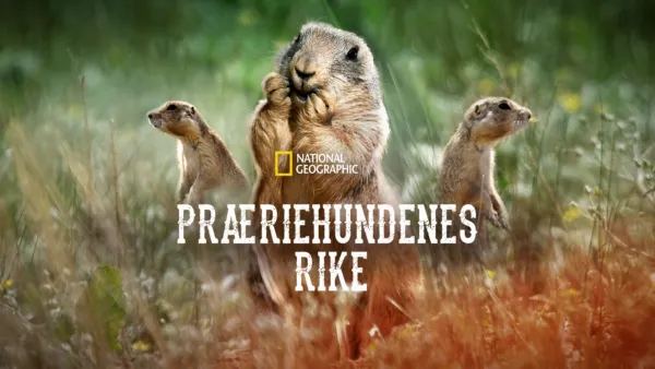 thumbnail - Præriehundenes rike